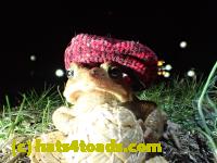 /home//u458753944/public_html/sourcegallery//////////////////////Roxborough Toad Detour/2013-2019/2017/P4030703.JPG